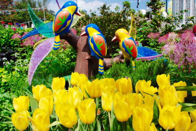 Обои картинки фото цветы, тюльпаны, жёлтые, птицы, клумба