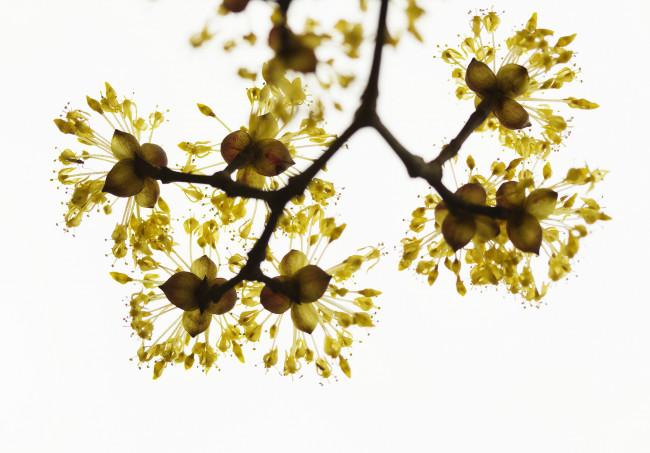 Обои картинки фото цветы, цветущие деревья ,  кустарники, ветка, природа, весна