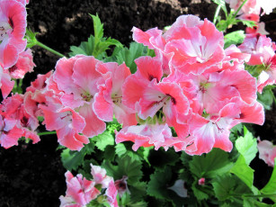 Картинка цветы герань розовый