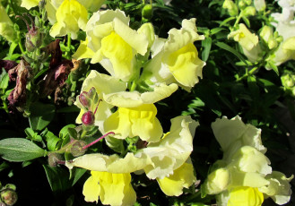 обоя цветы, львиный зев, львиный, зев