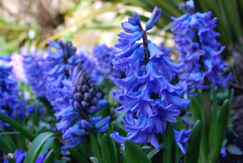 Картинка цветы гиацинты