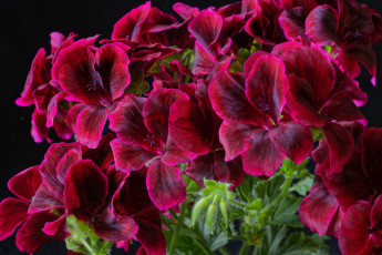 Картинка цветы герань листья лепестки