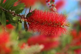 обоя цветы, каллистемон