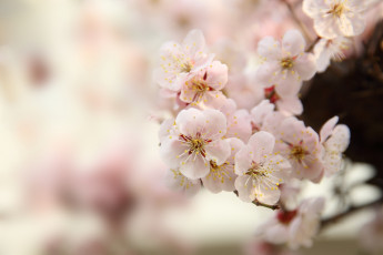 Картинка цветы сакура +вишня