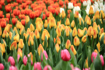 Картинка цветы тюльпаны