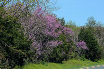 Картинка природа деревья весна