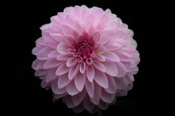 Картинка цветы георгины георгина