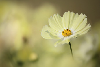 Картинка цветы космея макро