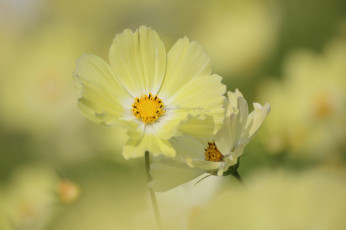 Картинка цветы космея макро