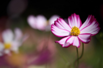 Картинка цветы космея макро