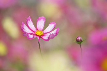 Картинка цветы космея макро