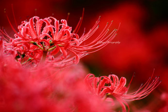 Картинка цветы лилии +лилейники