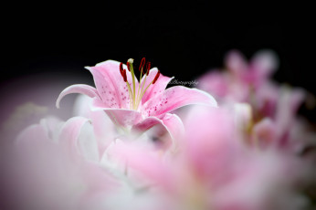 Картинка цветы лилии +лилейники лилия