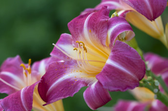 Картинка цветы лилии +лилейники макро лилия лиловый