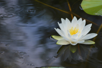 Картинка цветы лилии+водяные +нимфеи +кувшинки лилия водяная