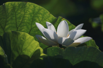 Картинка цветы лотосы лотос