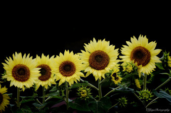 Картинка цветы подсолнухи