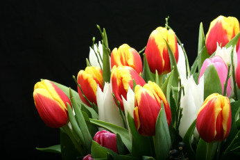 Картинка цветы тюльпаны