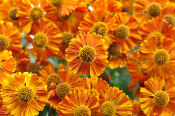 обоя цветы, гайлардии,  гелениумы, гелениум