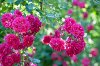 Картинка цветы розы