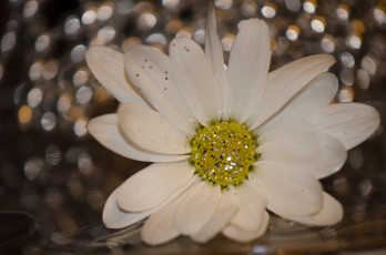 Картинка цветы ромашки блёстки