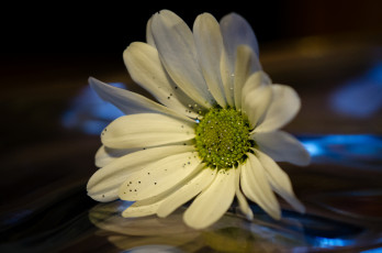 Картинка цветы ромашки блёстки