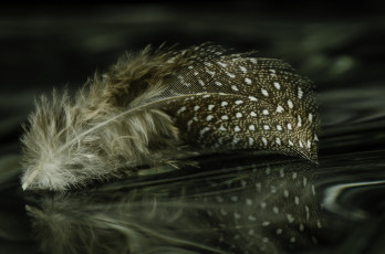 Картинка разное перья перо