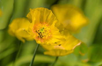 Картинка цветы маки мак