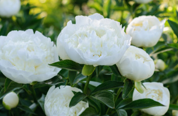 Картинка цветы пионы