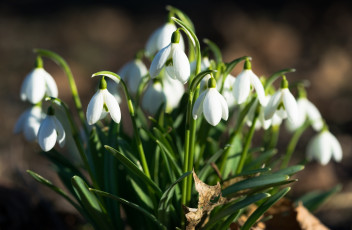 Картинка цветы подснежники +белоцветники +пролески