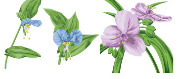 Картинка векторная+графика цветы+ flowers цветы листья фон лепестки