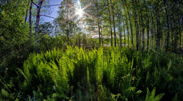 Картинка природа лес рассвет