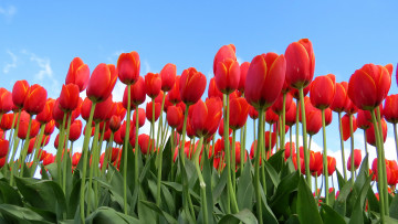 Картинка цветы тюльпаны