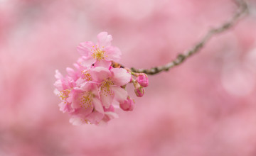 Картинка цветы сакура +вишня вишня