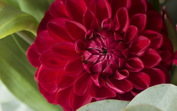 Картинка цветы георгины георгина лепестки макро