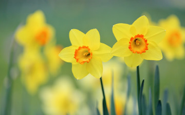 Картинка цветы нарциссы