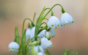 Картинка цветы подснежники +белоцветники +пролески весна