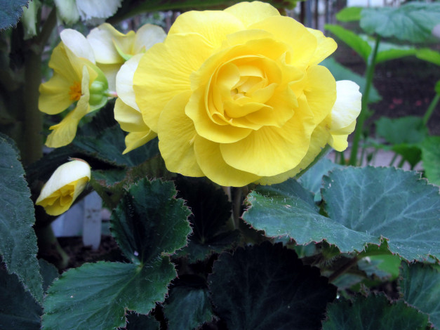 Обои картинки фото цветы, бегония, желтый