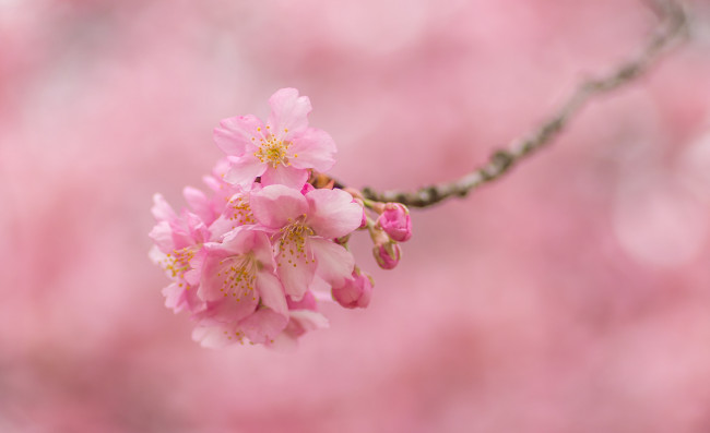 Обои картинки фото цветы, сакура,  вишня, вишня