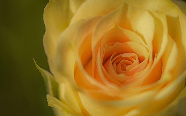 Обои картинки фото цветы, розы, роза