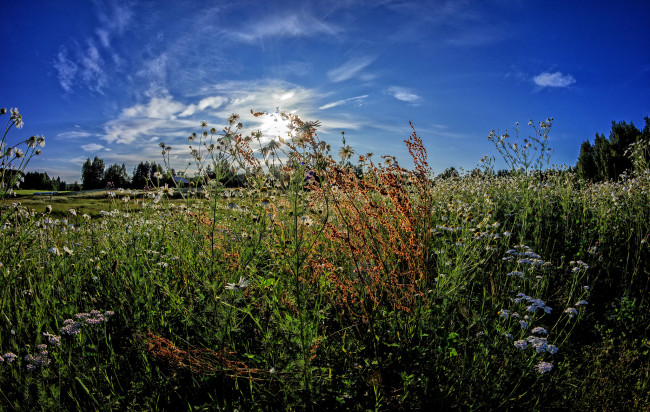 Обои картинки фото природа, луга, рассвет