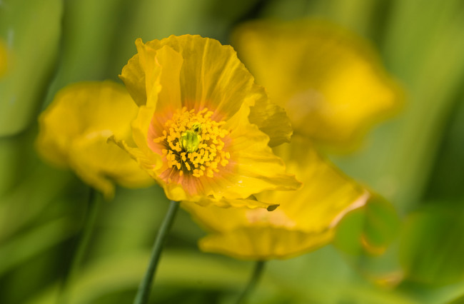 Обои картинки фото цветы, маки, мак