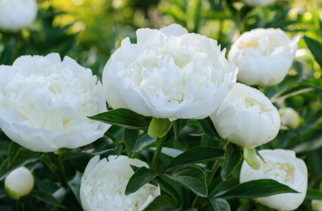 Обои картинки фото цветы, пионы