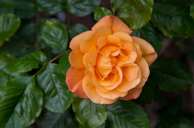 Обои картинки фото цветы, розы, роза