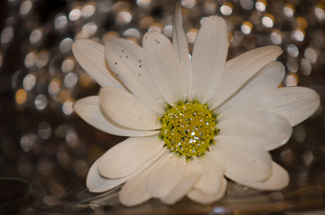 Обои картинки фото цветы, ромашки, блёстки