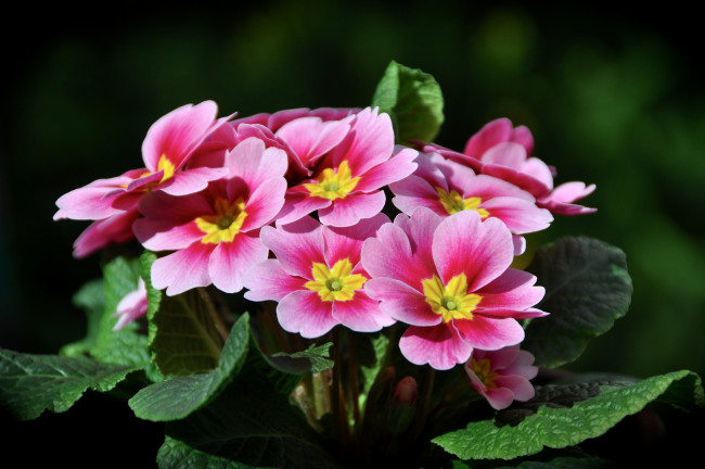 Обои картинки фото цветы, примулы, макро, примула, розовый