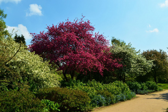 Обои картинки фото природа, деревья, весна