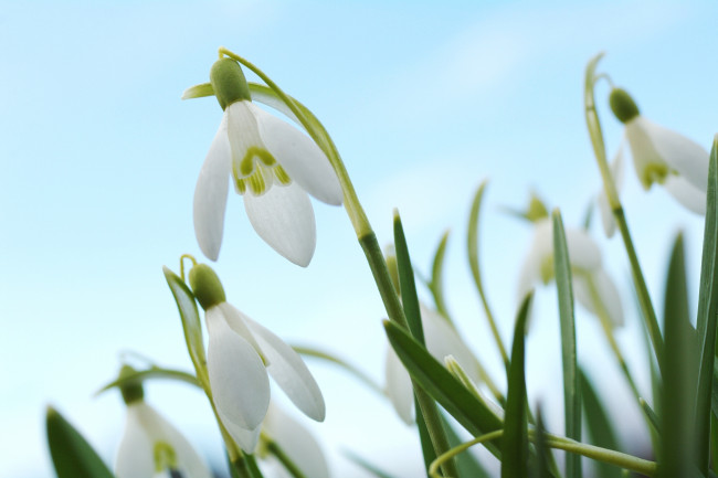 Обои картинки фото цветы, подснежники,  белоцветники,  пролески