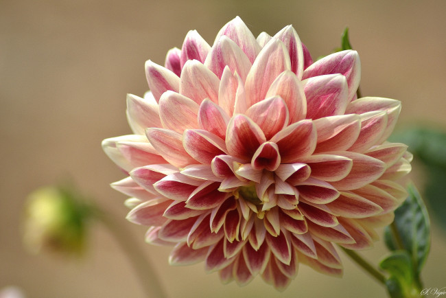 Обои картинки фото цветы, георгины