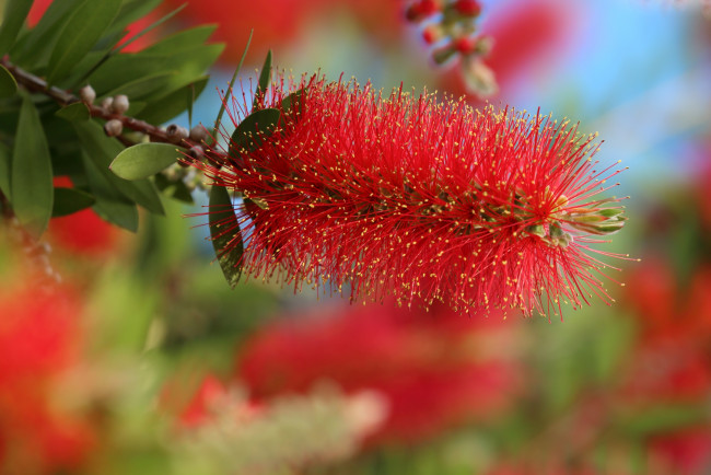 Обои картинки фото цветы, каллистемон